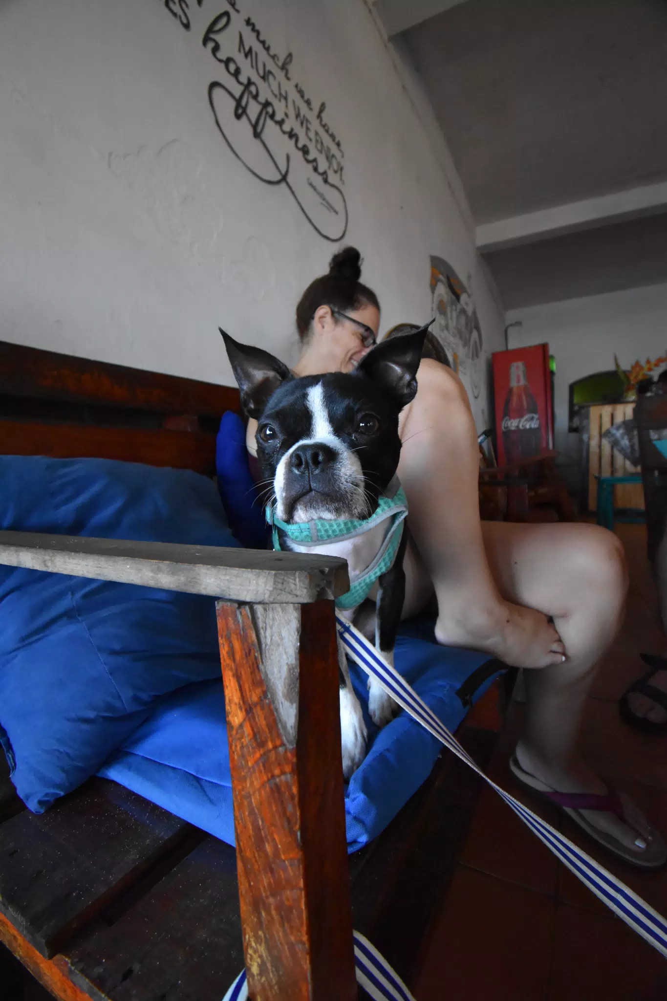 Boston Terrier in Restaurant on Beach