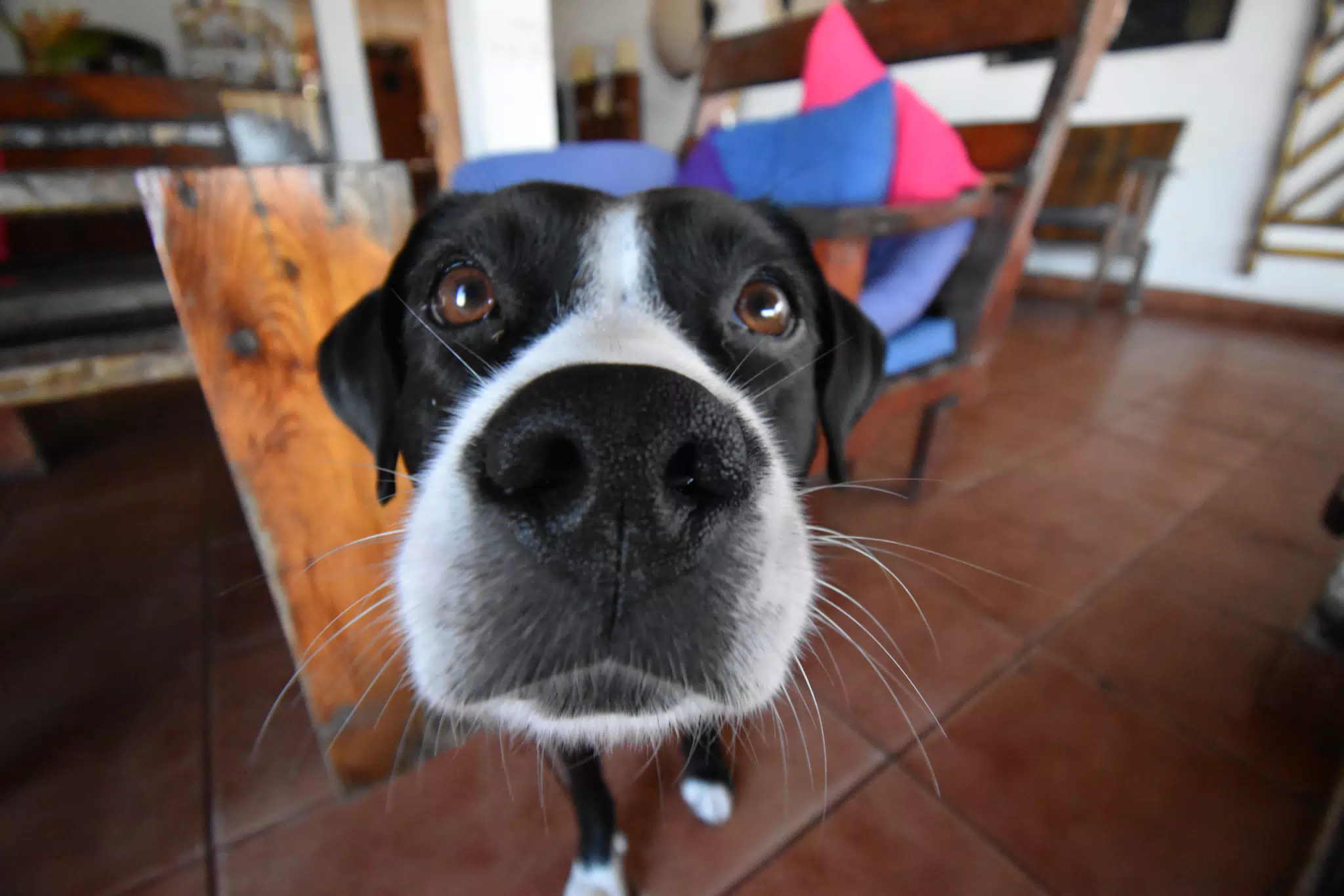 Mia Needs a Boop