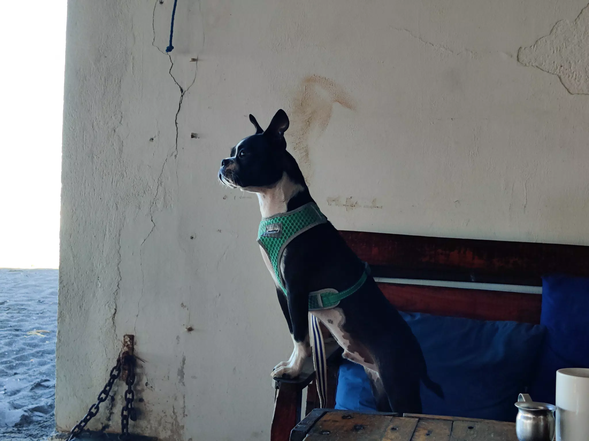 Boston Terrier Surveying the Beach