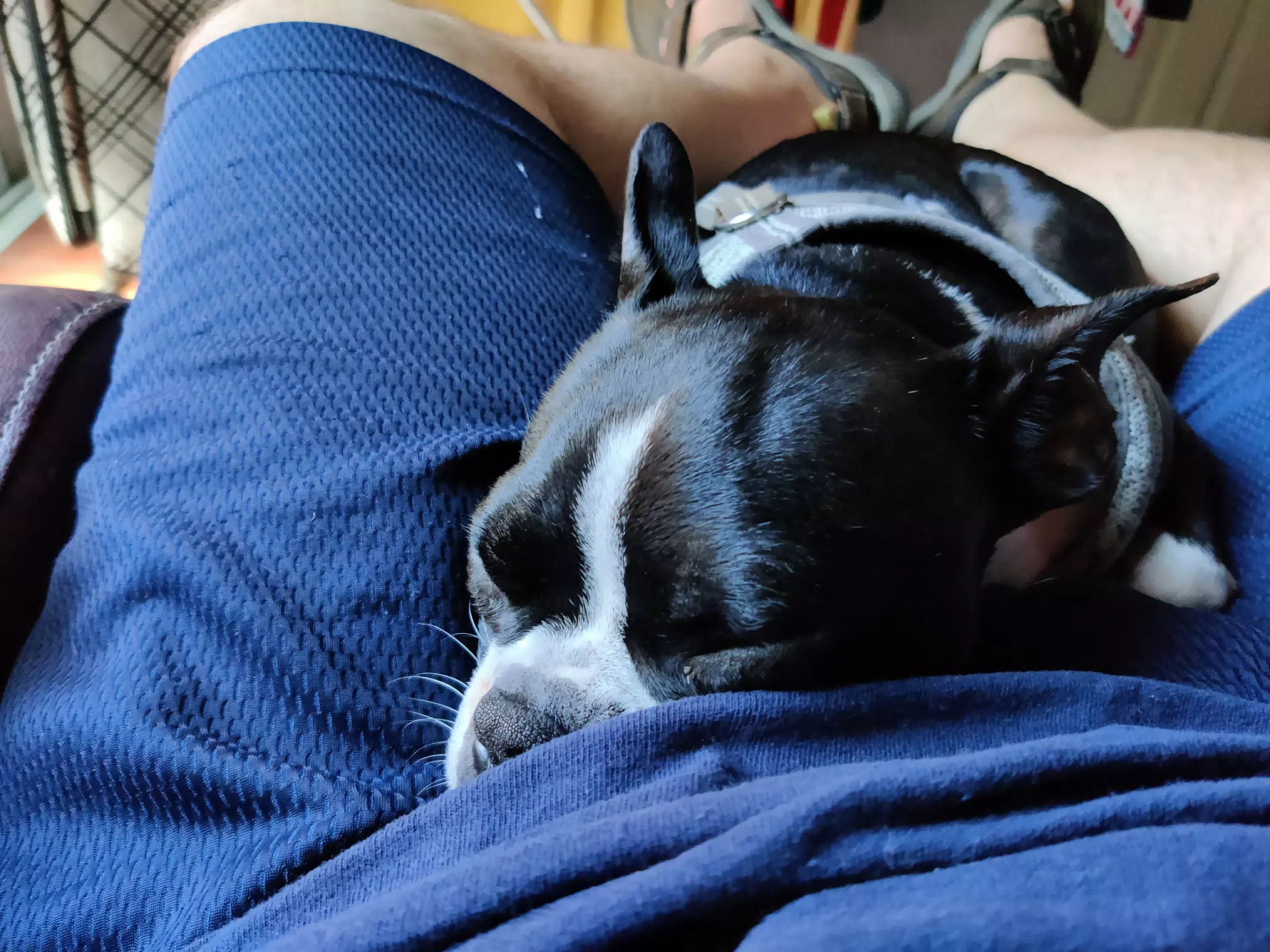 Lap Boston