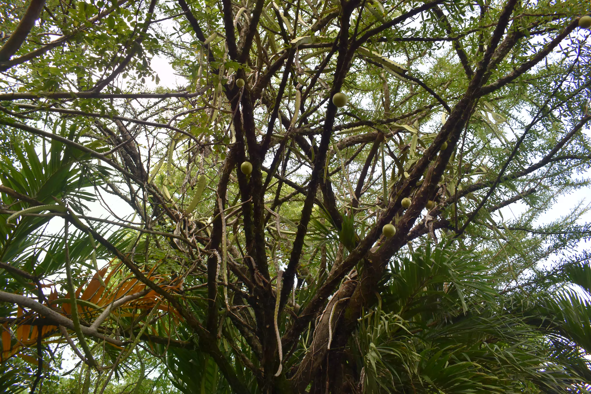 SG: Fruit Tree