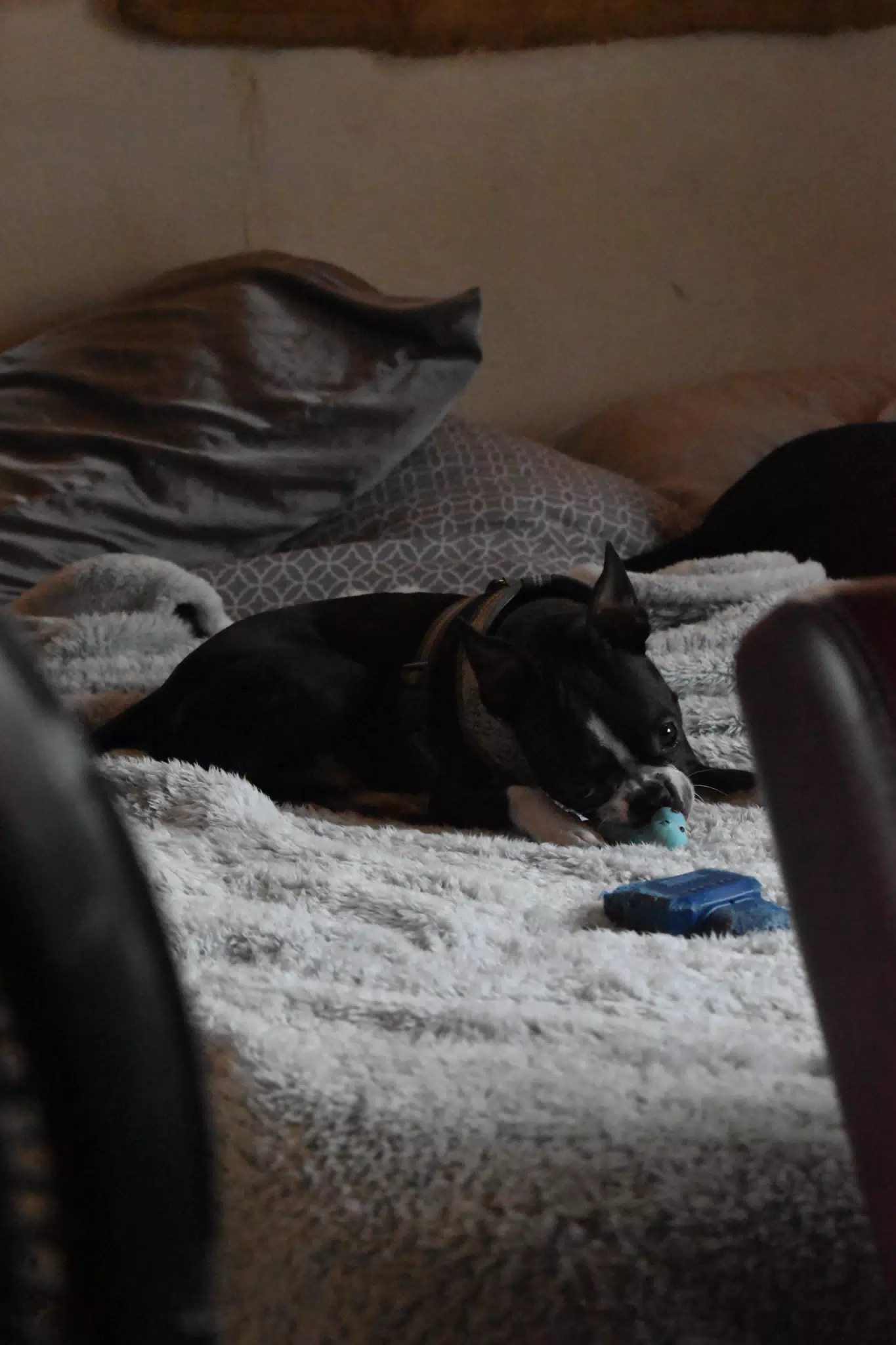 Clive Chewing on His Rubber Monkey Toy