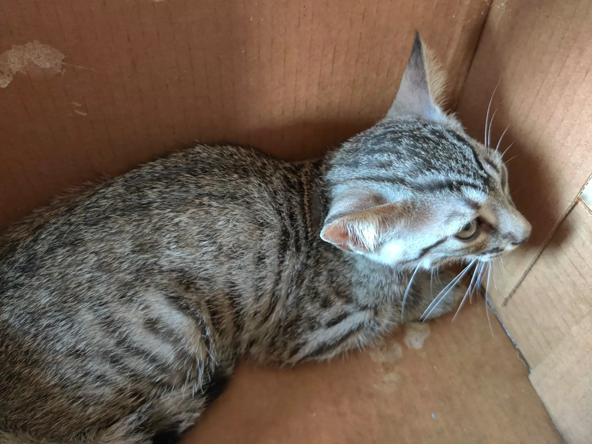 Baby Minerva on Her First Day with Us