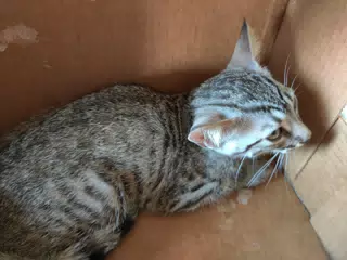 Baby Minerva on Her First Day with Us
