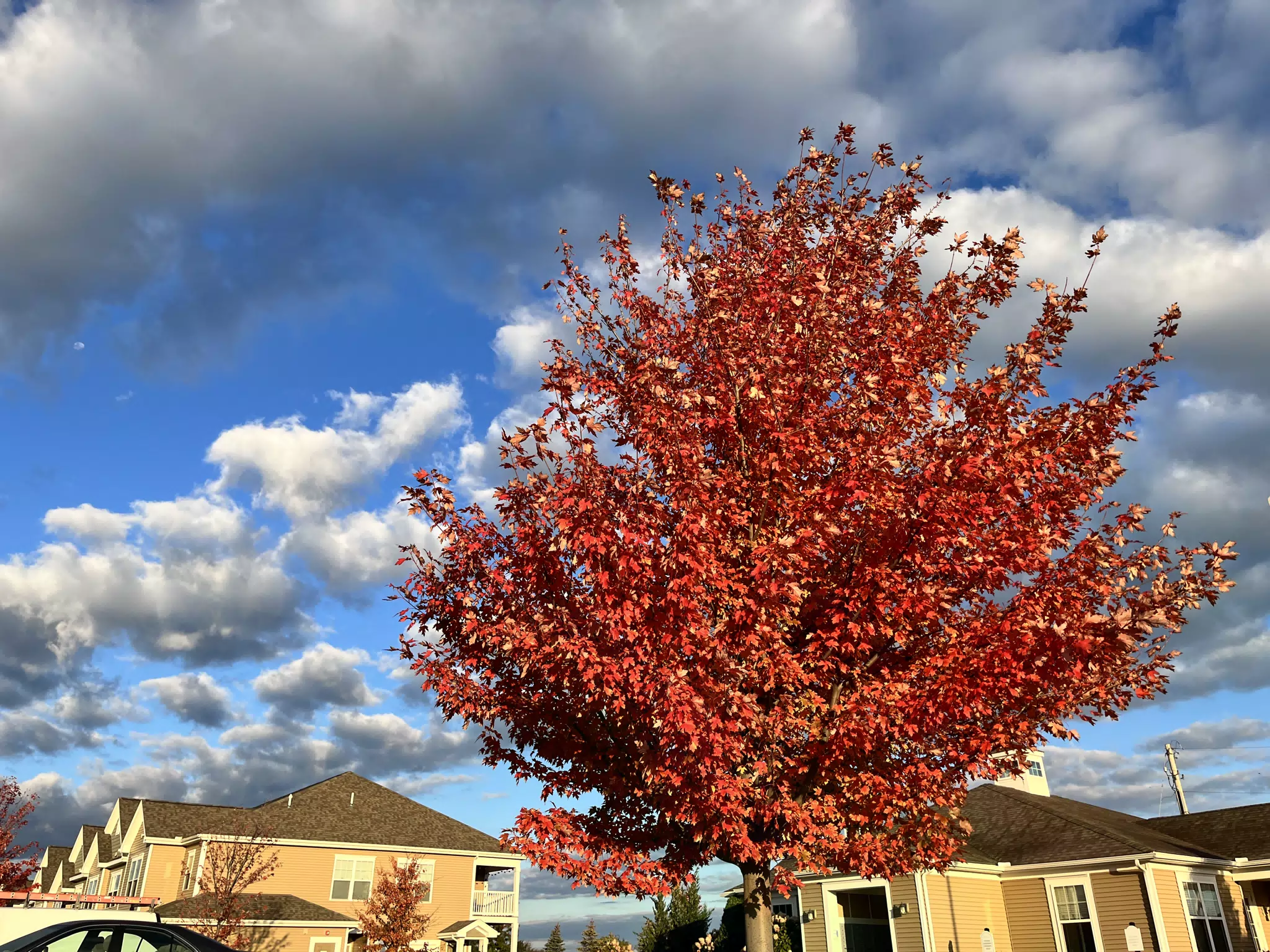 Autumn Tree at the Hammocks in Geneseo