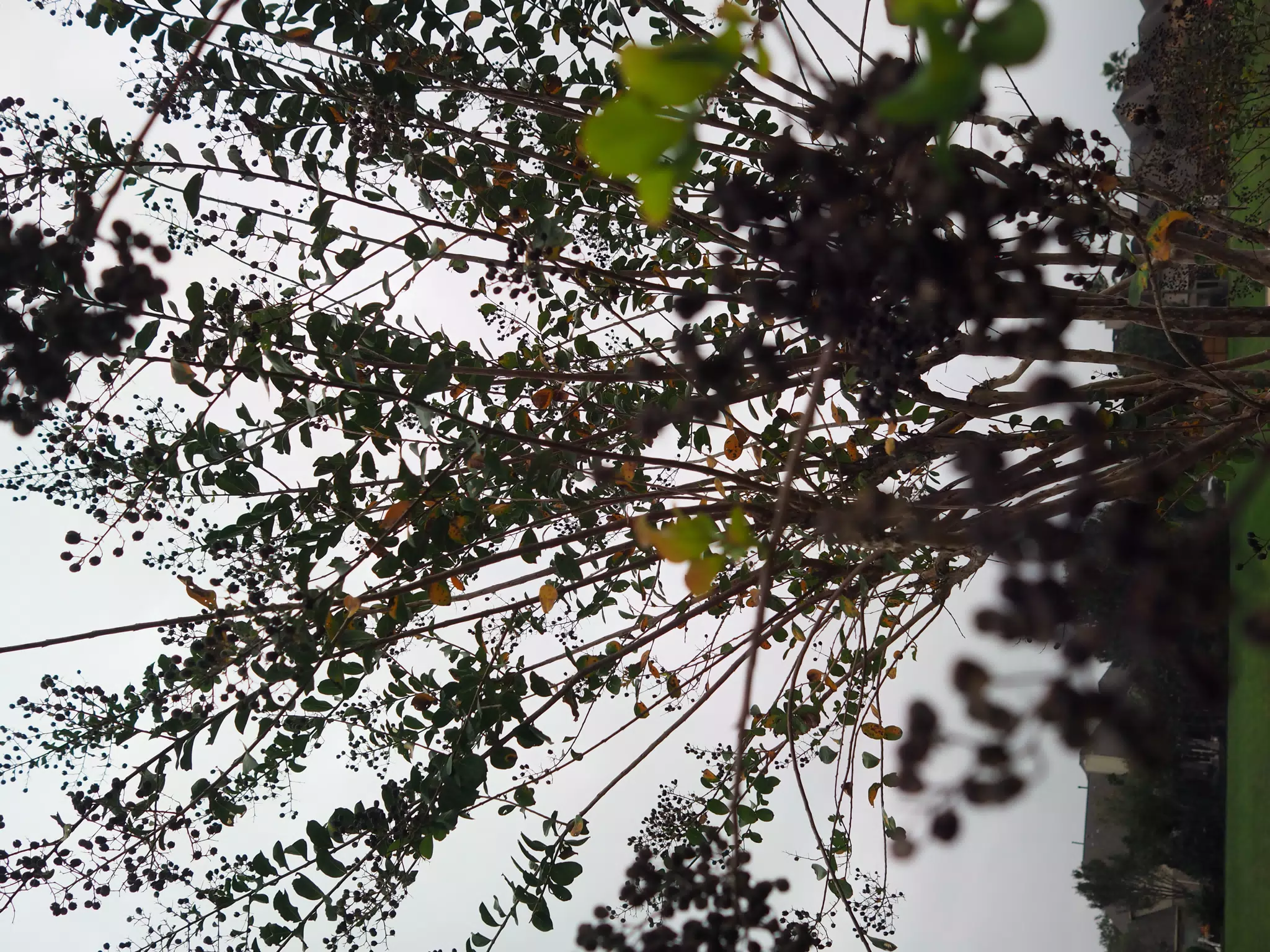 Olympus E-PL9 Overcast Test