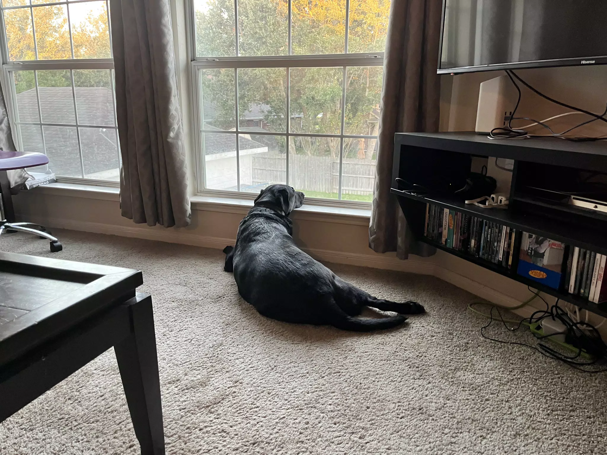 Holly Watching Out the Window