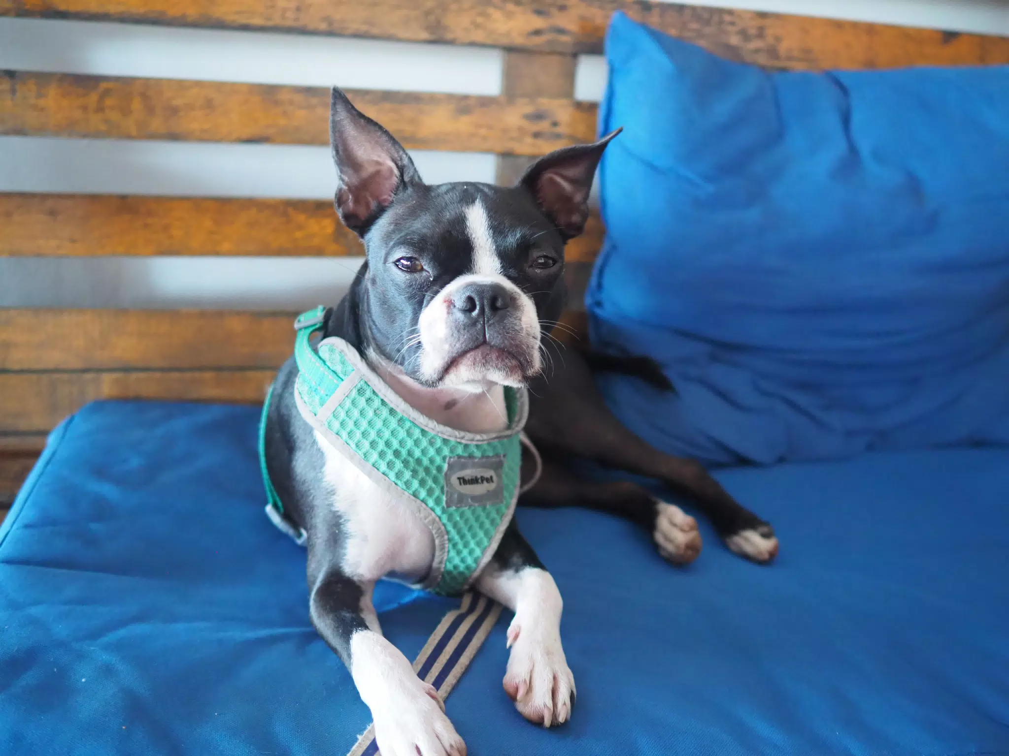 Chill Boston Terrier on Bench