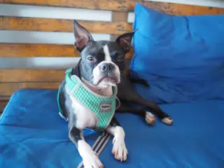 Chill Boston Terrier on Bench