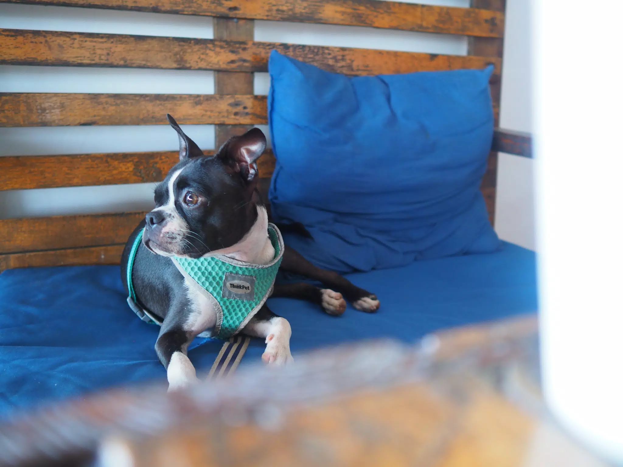 Clive the Boston by the Beach