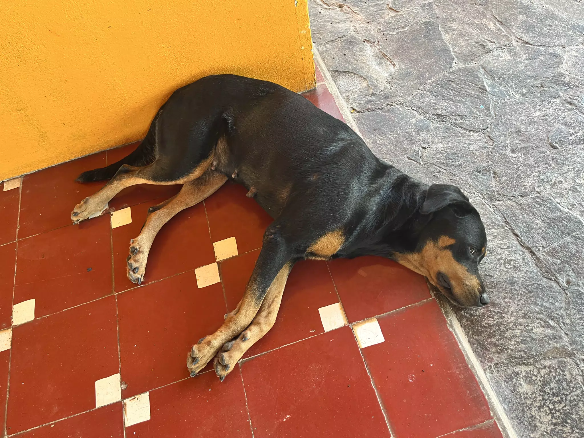Sleeping Dog