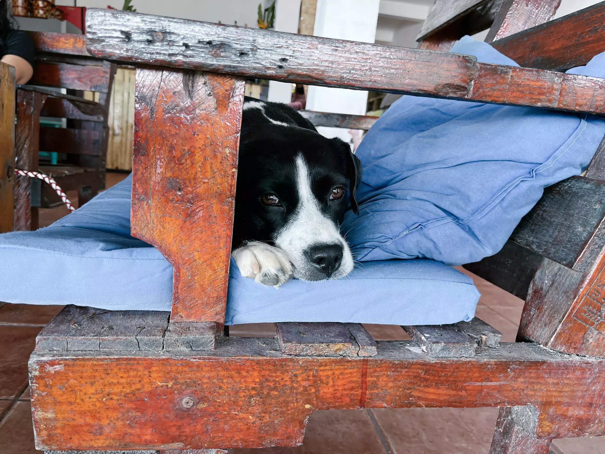 Mia the Blue Healer on Bench