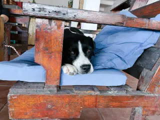Mia the Blue Healer on Bench