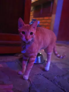 Thanksgiving Cat