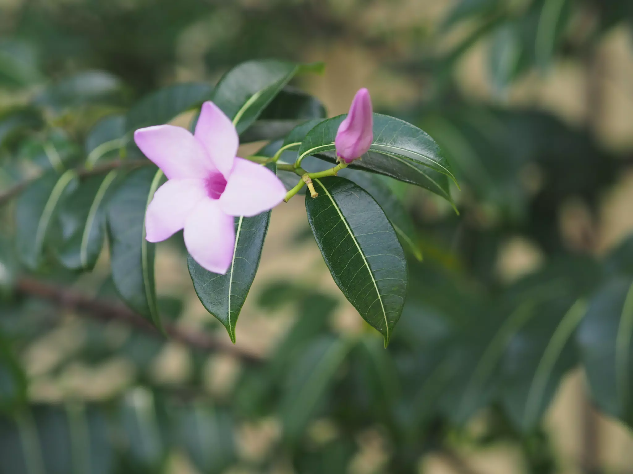 Pink Flower in Las Penitas
