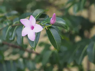 Pink Flower in Las Penitas