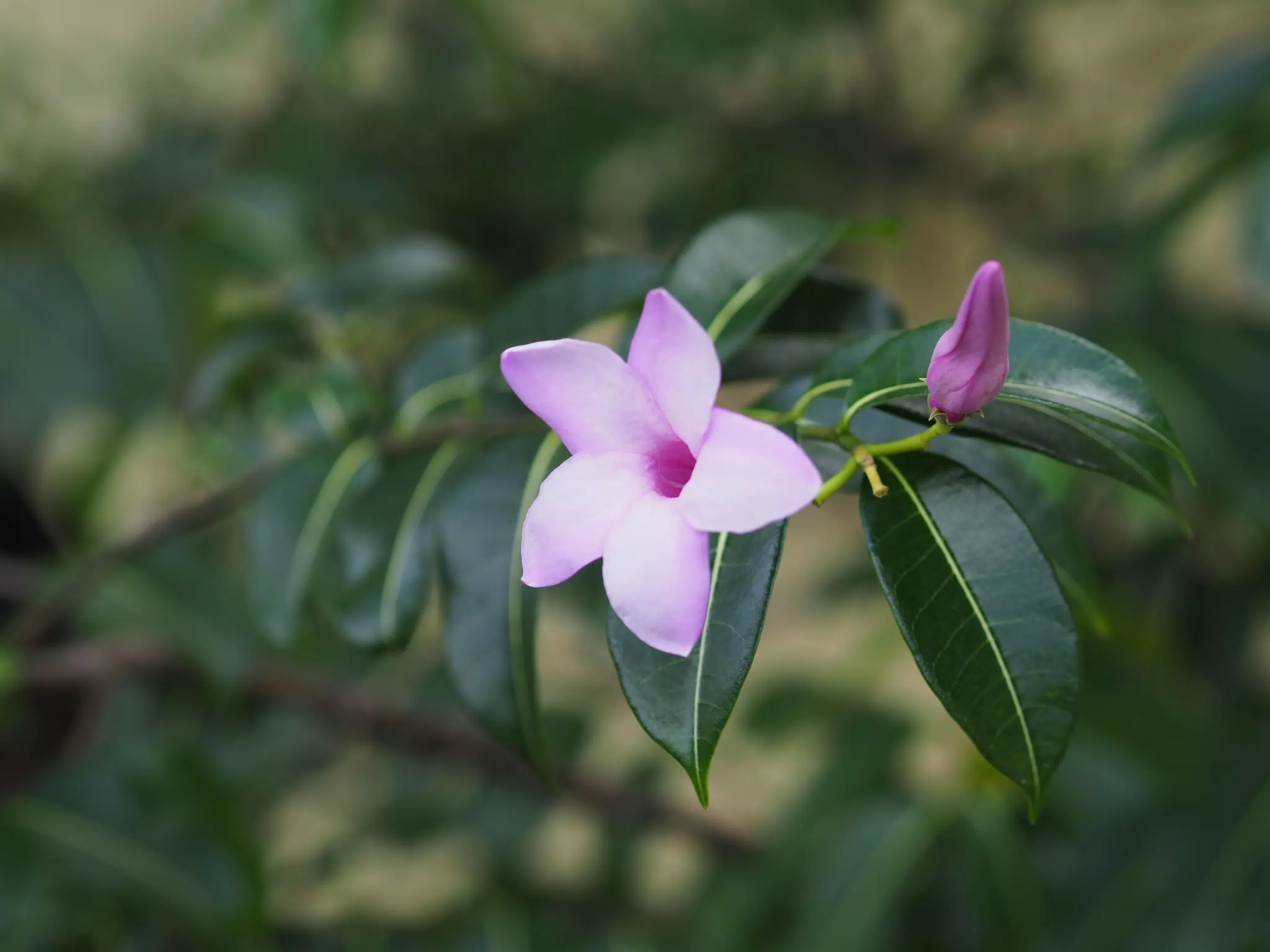 Lilac Coloured Flower in Las Peñitas, Niaragua