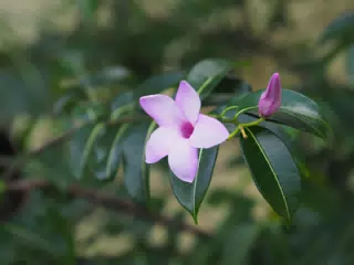 Lilac Coloured Flower in Las Peñitas, Niaragua