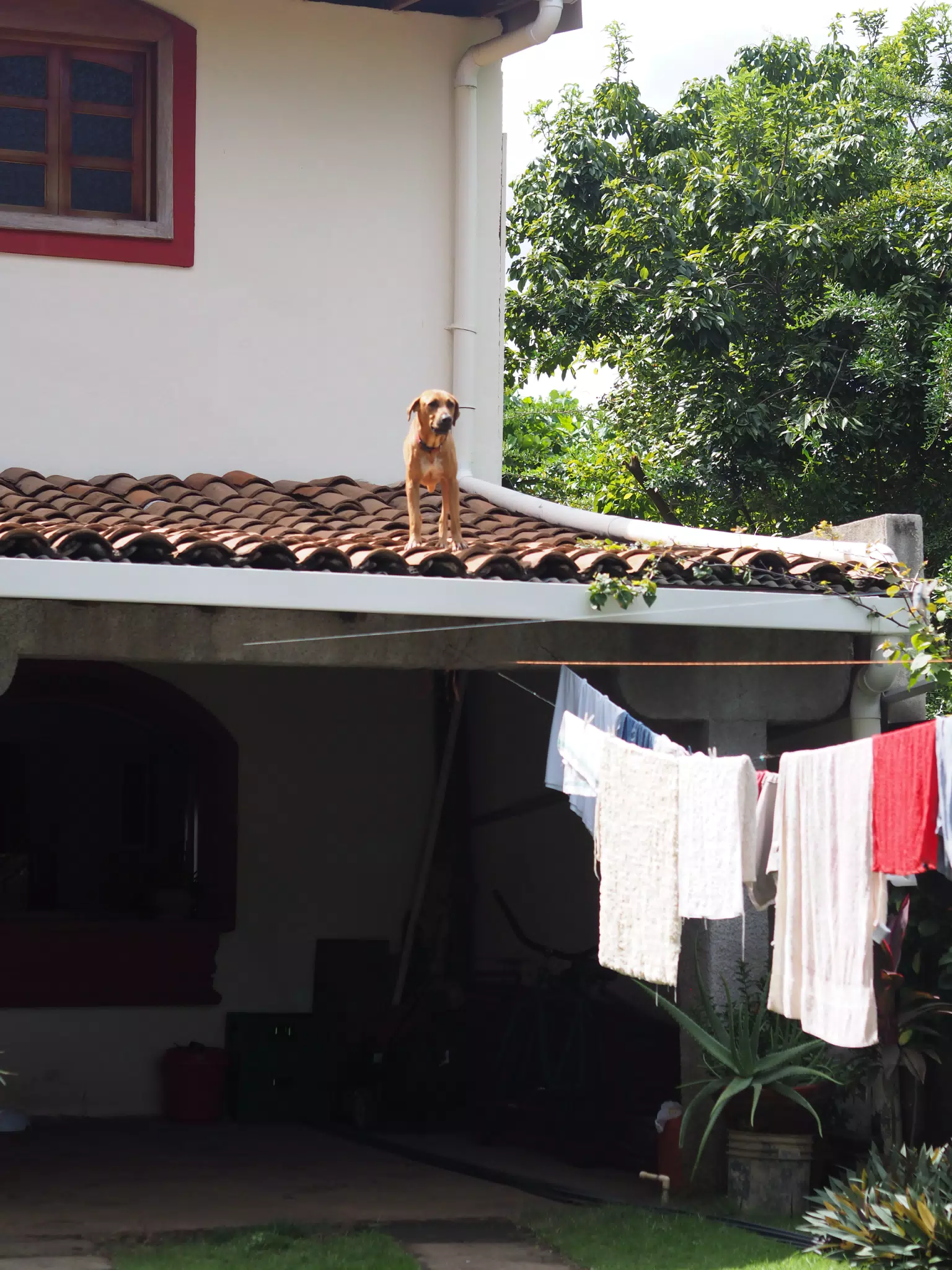 Roof Dog