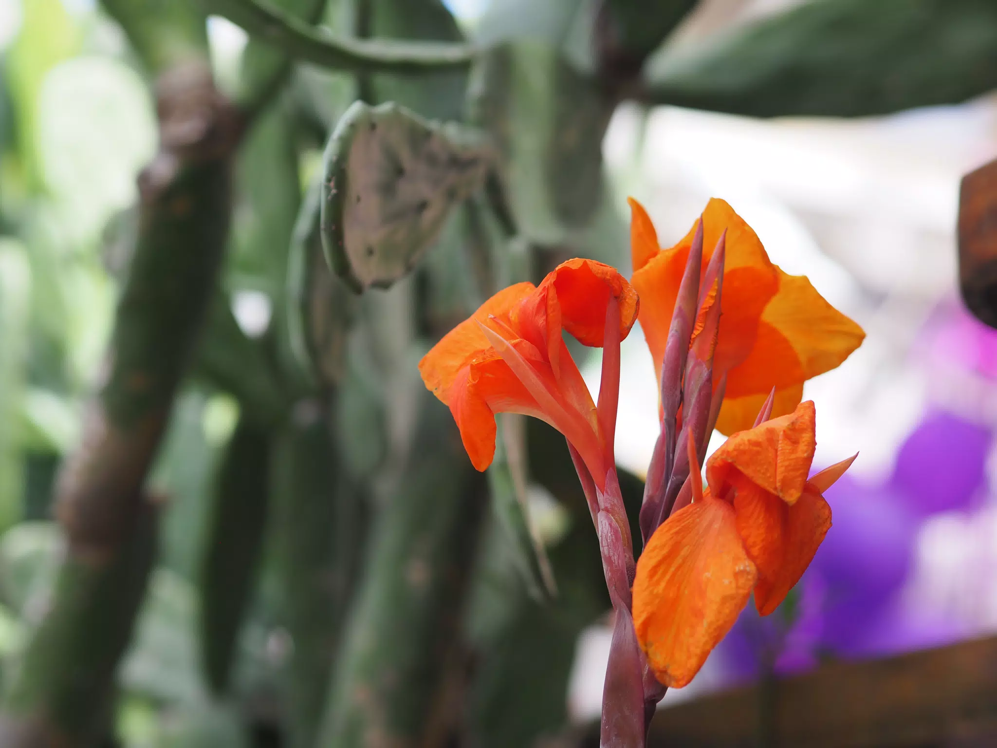 Orange Flower in Las Peñitas Nicaragua