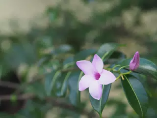 PB270552