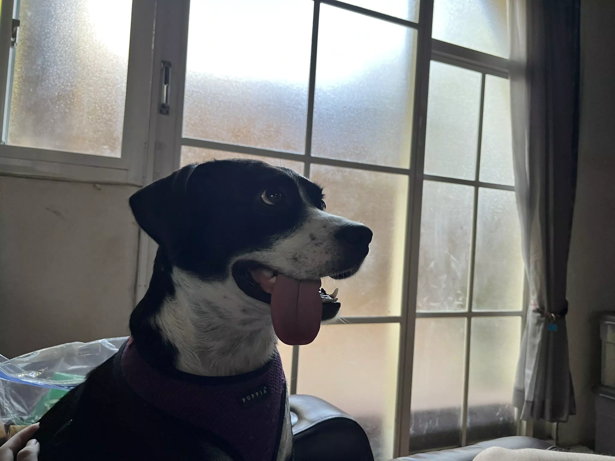 Mia the Blue Heeler with Crazy Tongue