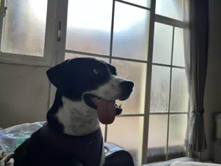 Mia the Blue Heeler with Crazy Tongue