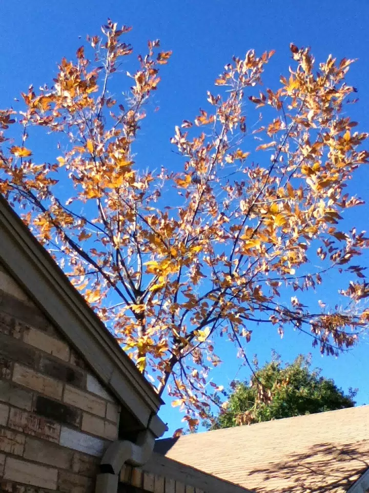Autumn at New House