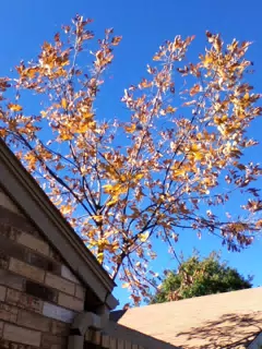 Autumn at New House