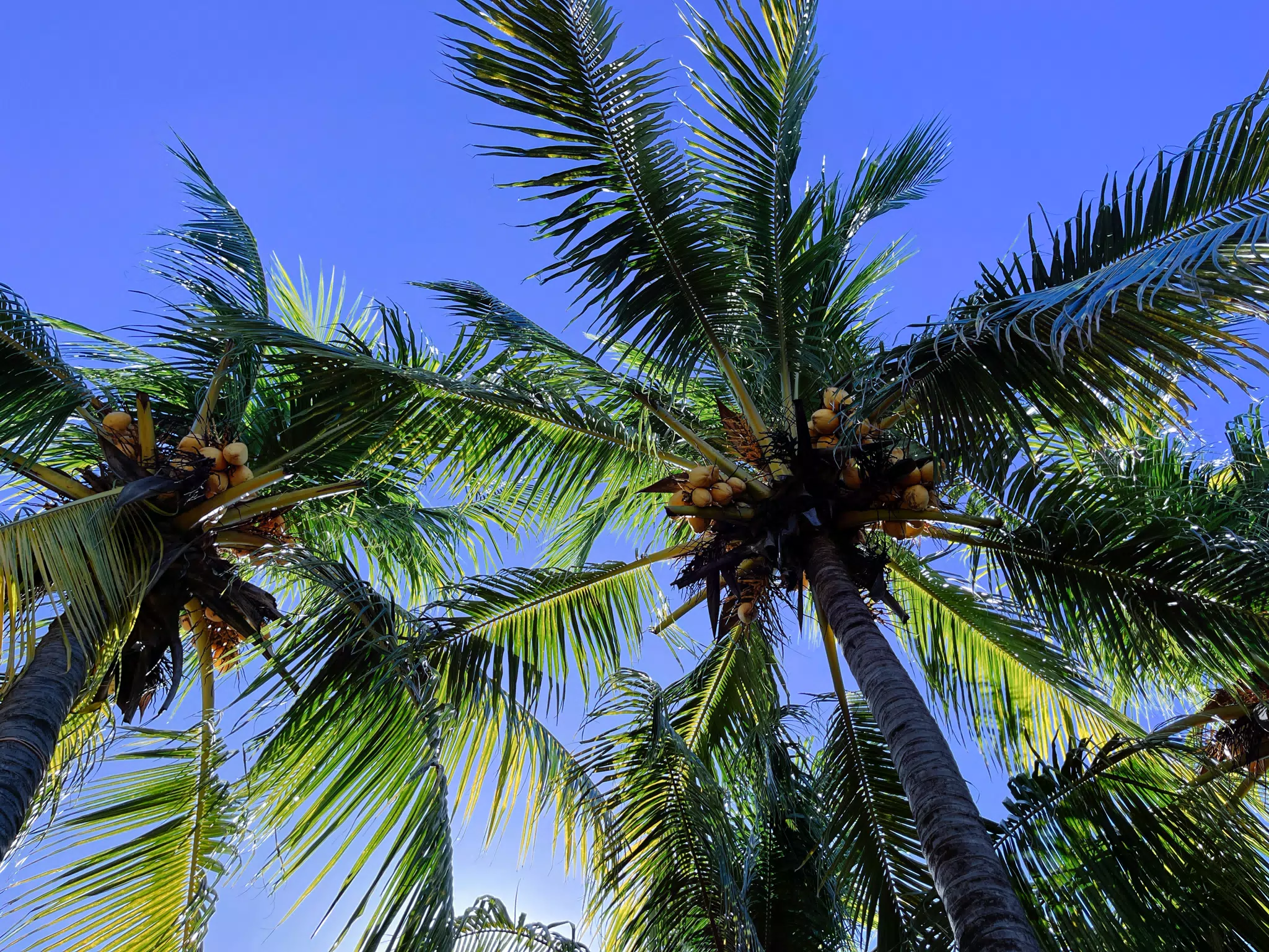 Coconut Trees in Las Penitas Poneloya Nicaragua