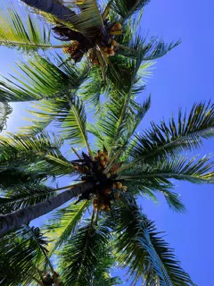 Coconut Trees in Las Penitas Poneloya Nicaragua