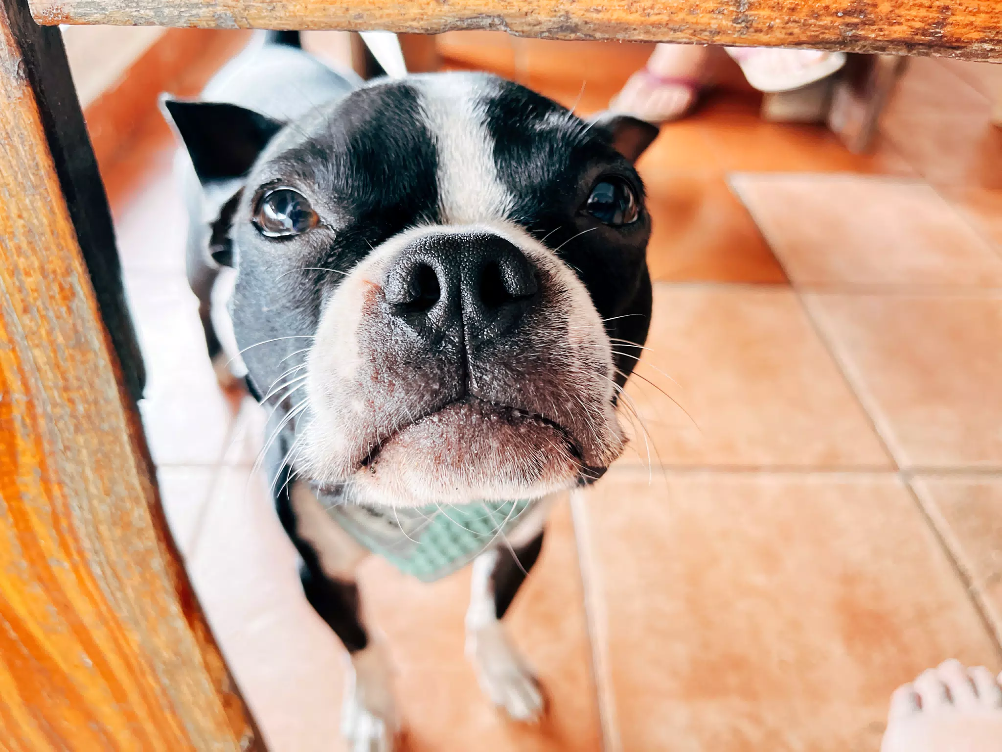 Clive the Boston Terrier