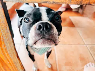 Clive the Boston Terrier