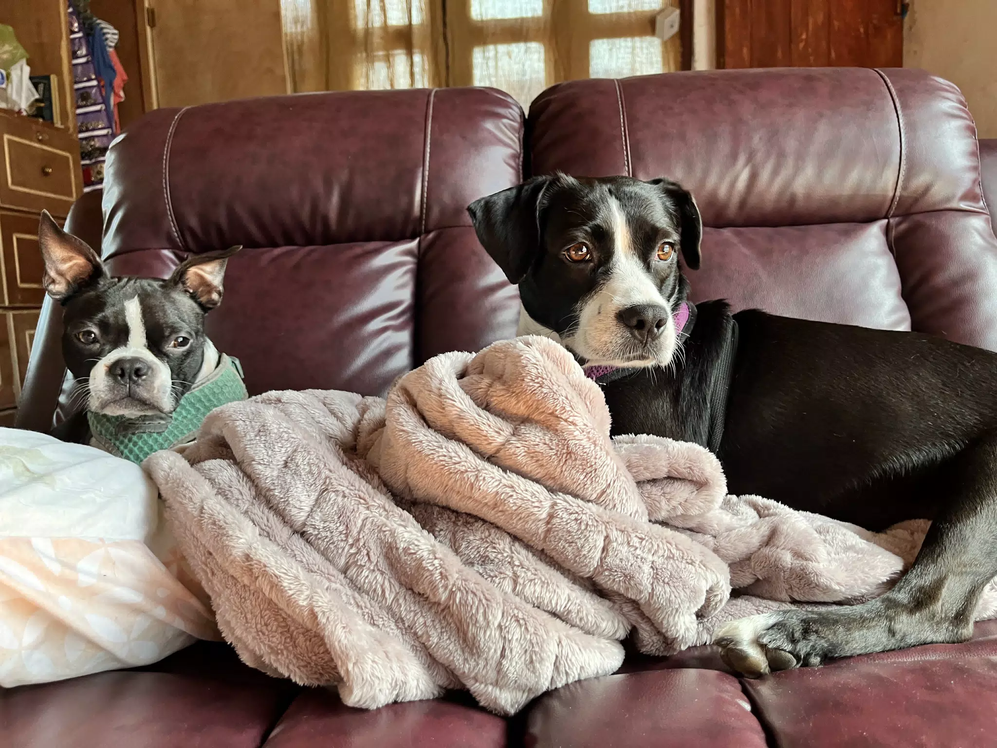 The Black and White Dogs on the Sofa with Blanket