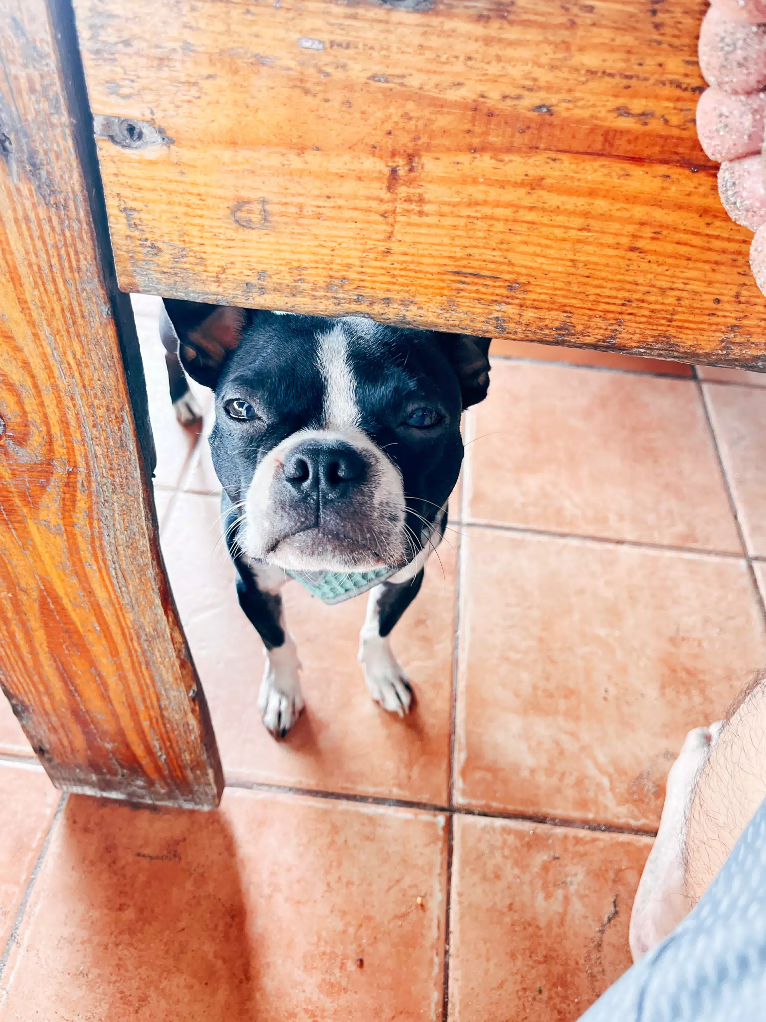 Clive Under the Table