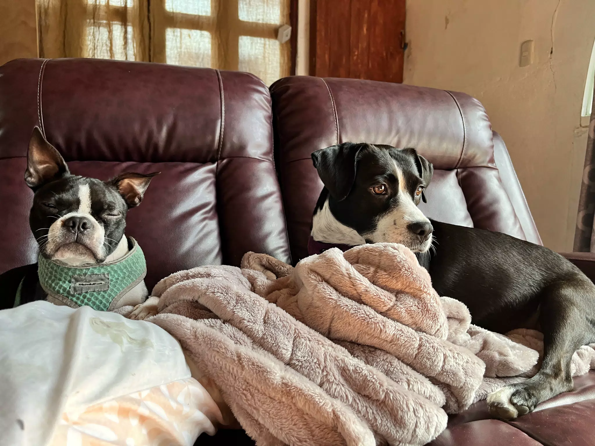 The Dogs on the Sofa