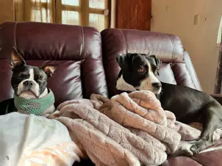 The Dogs on the Sofa