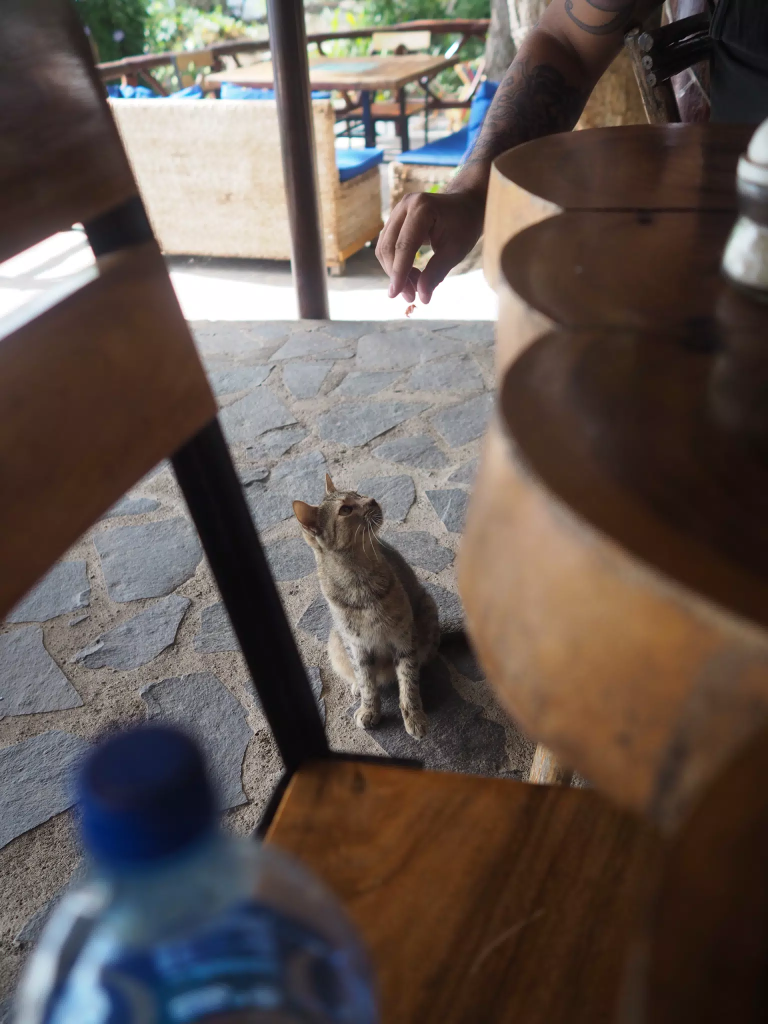 Cat at the Hotel Paradiso