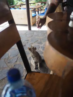 Cat at the Hotel Paradiso