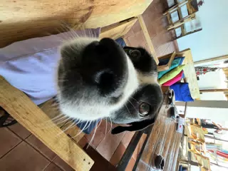 Boop Mia's Nose