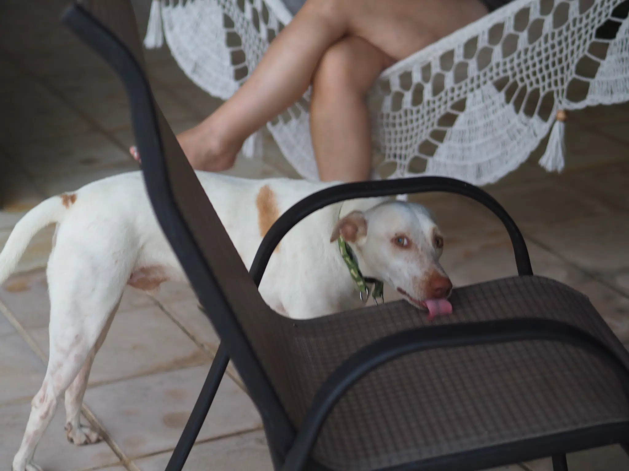 Dog Licking Chair