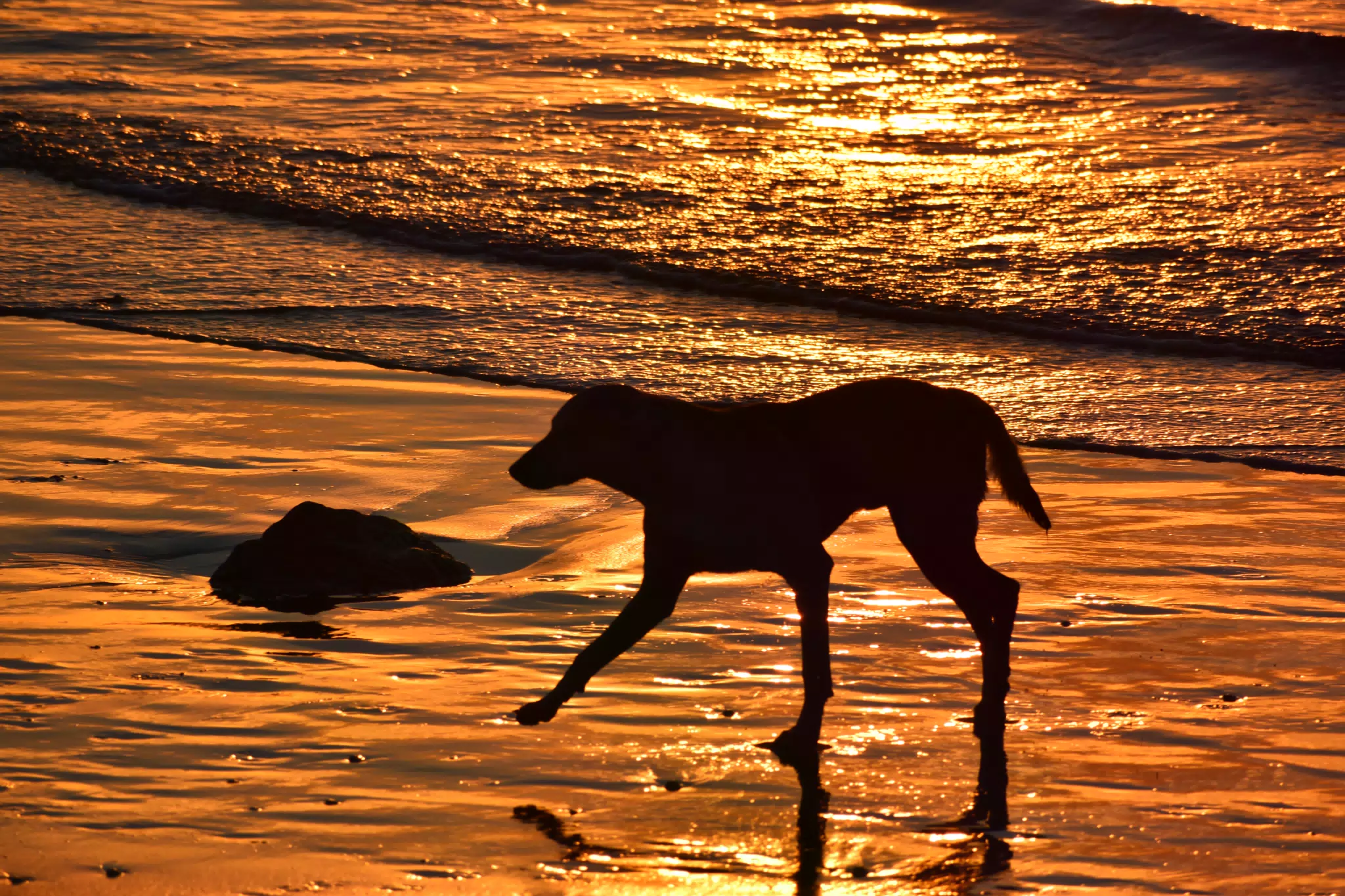Steve the Dog on the Beach in the Sunset