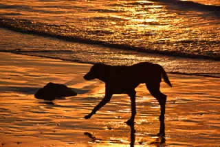 Steve the Dog on the Beach in the Sunset