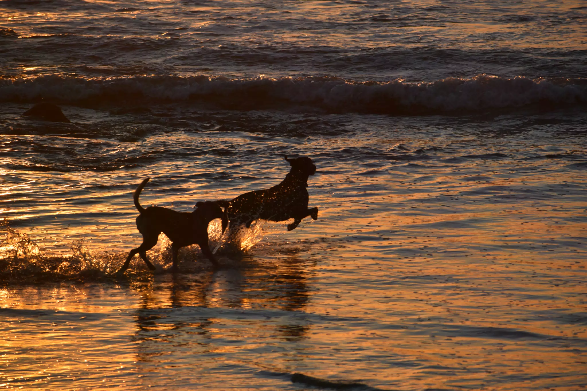 Dogs Playing in the Pacific at Las Penitas in Nicaragua