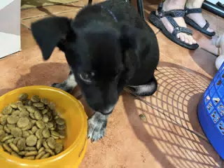 Oliver the Little Puppy