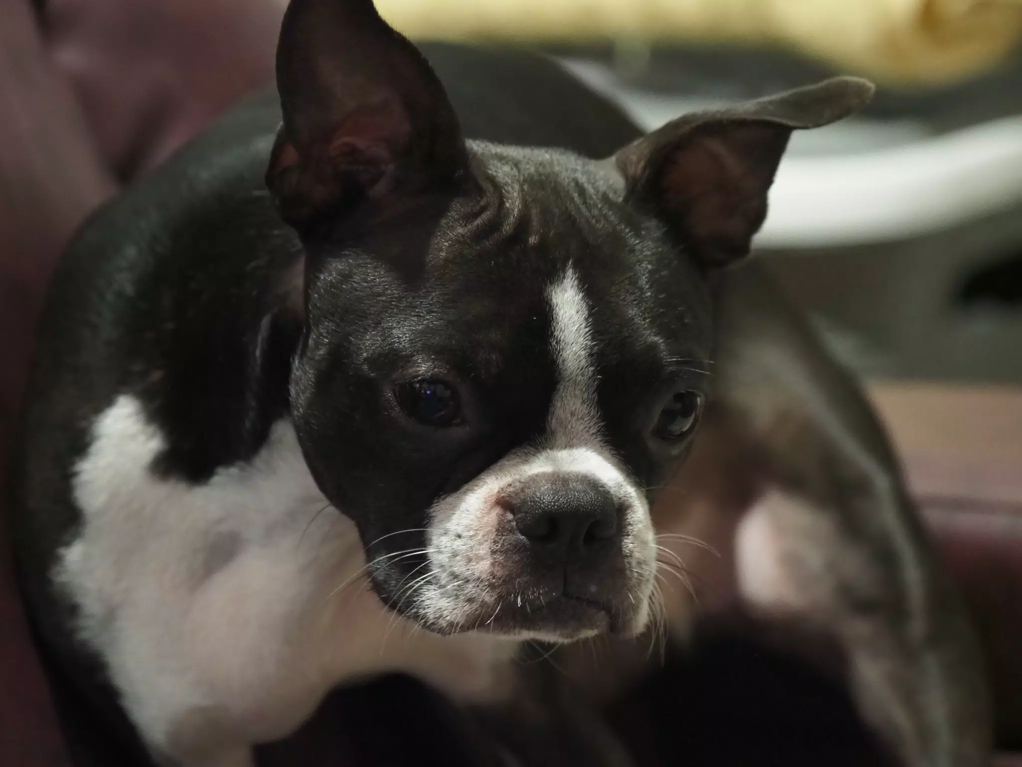 Clive the Boston Terrier