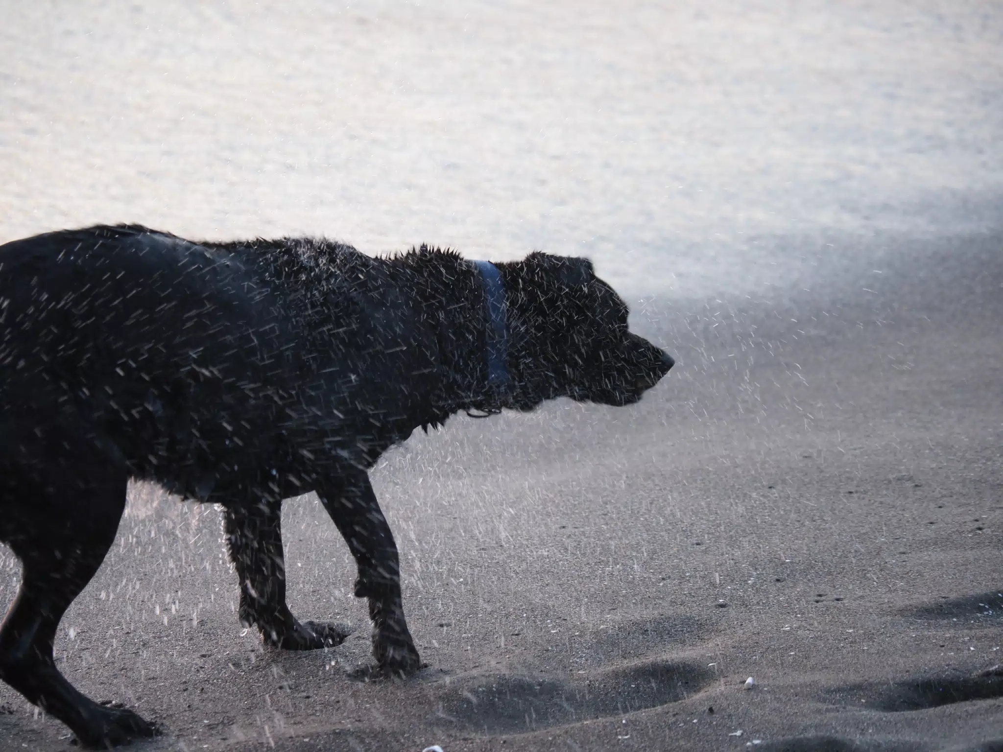 Steve the Black Lab Shaking Off Water on the Beach
