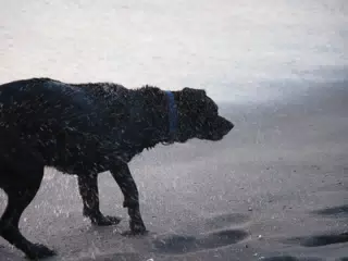 Steve the Black Lab Shaking Off Water on the Beach