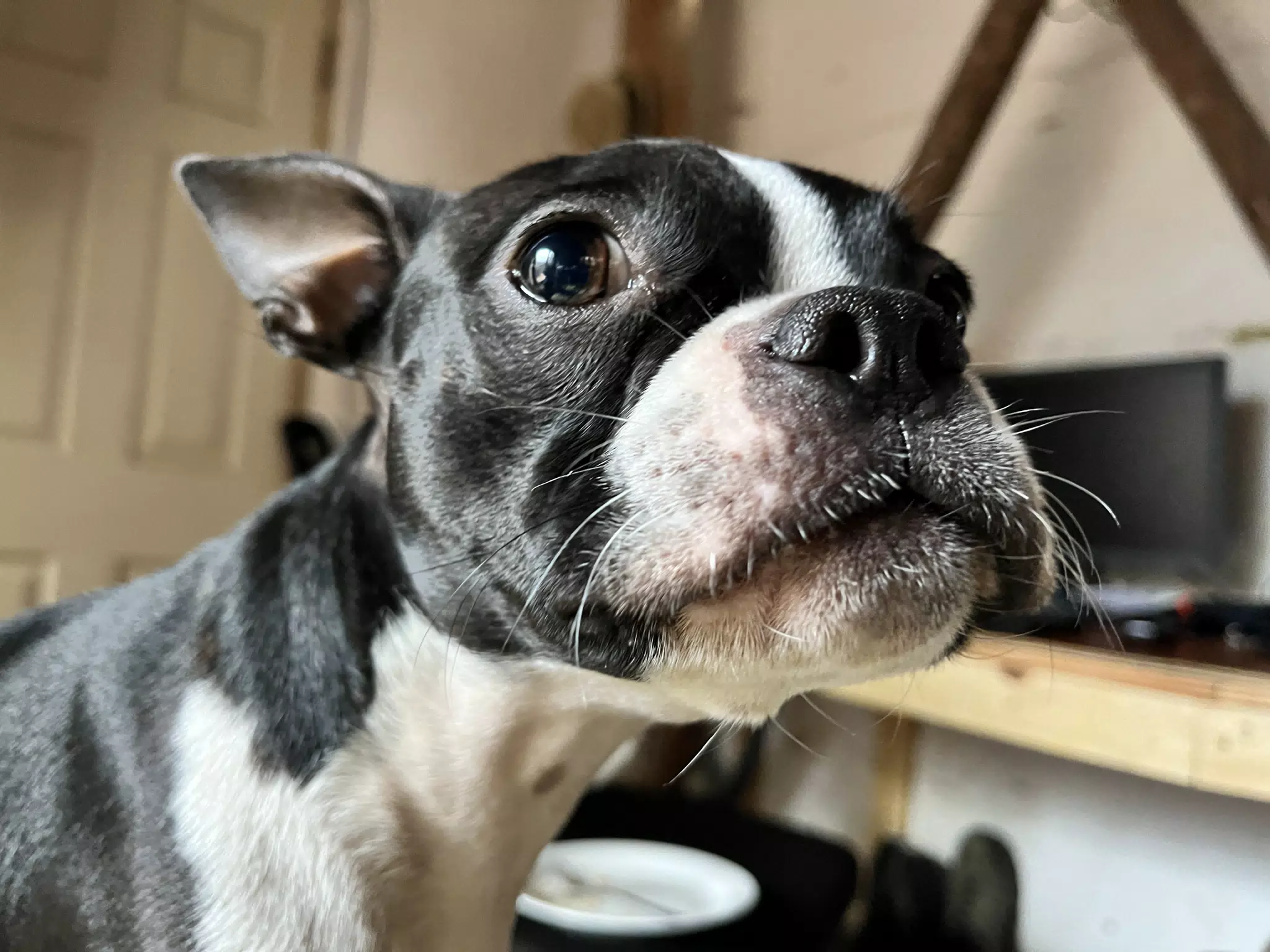 Clive the Boston Terrier Up Close