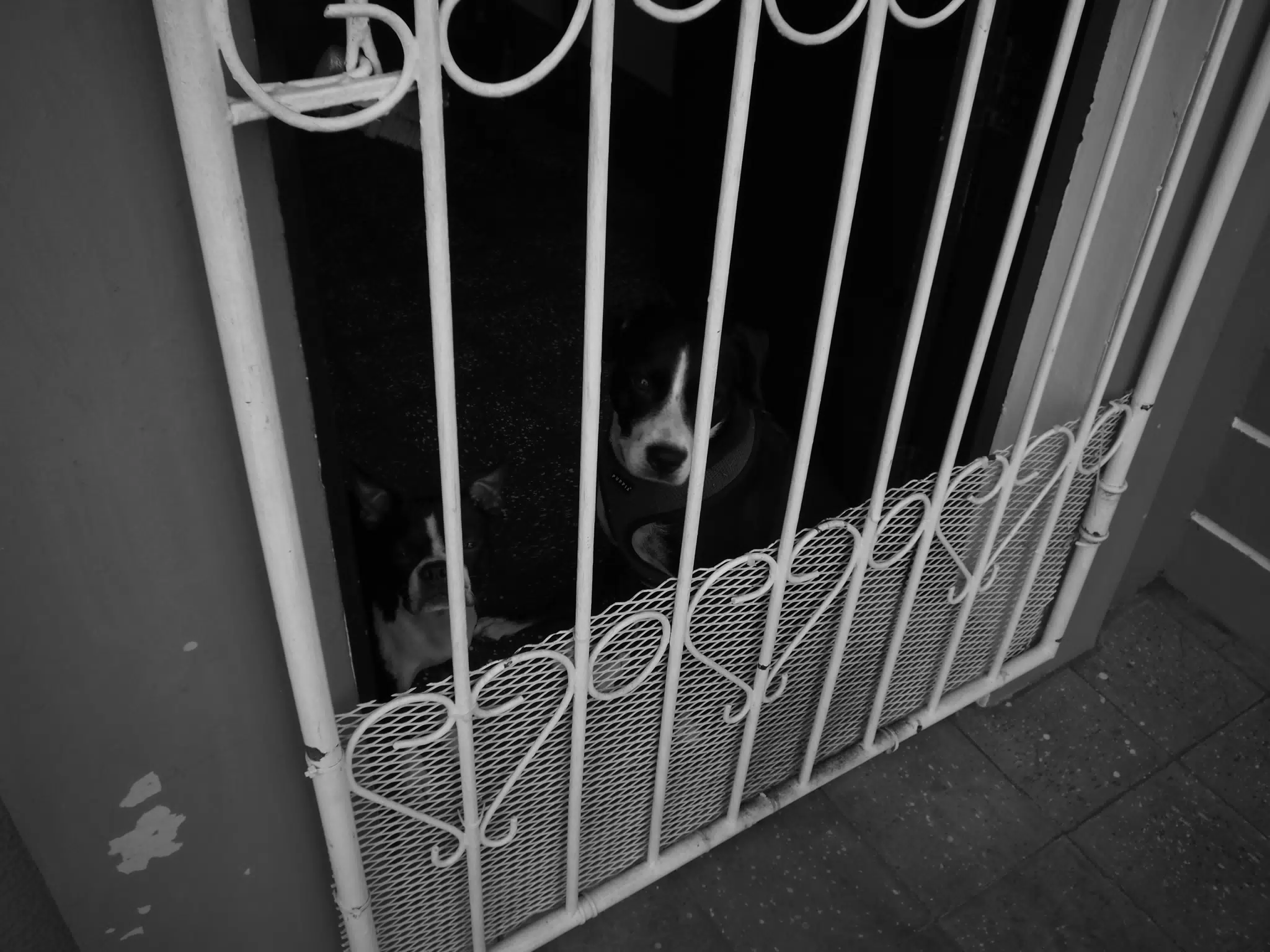 M.Zuiko 15mm f/8 Lens Test on PEN E-PL9